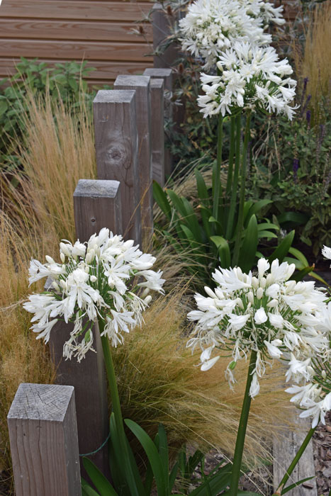 Posts, Agapanthus and Stipa